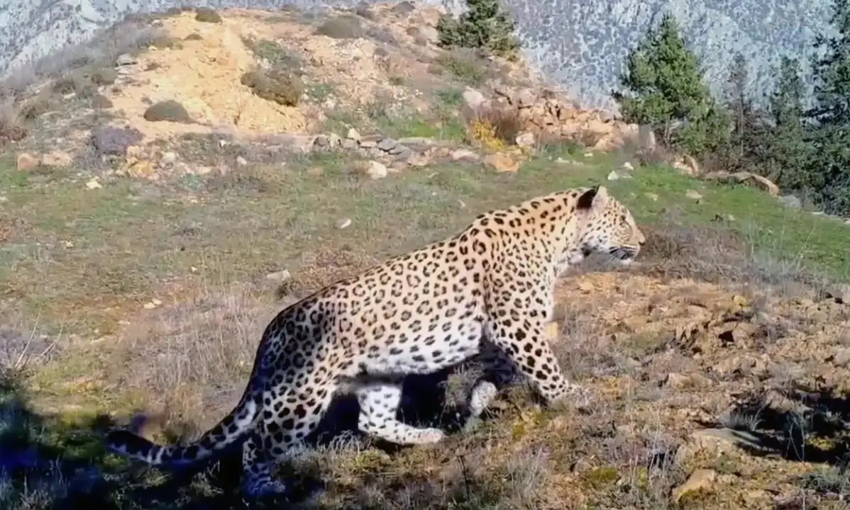 Anadolu Parsına Zarar Vermek Artık 45 Milyon TL 2